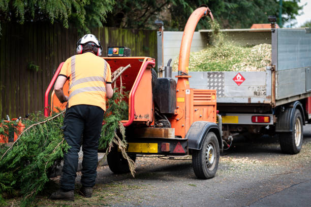 Best Root Management and Removal  in Fox Lake, WI