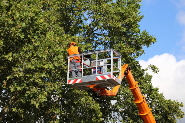 Best Firewood Processing and Delivery  in Fox Lake, WI
