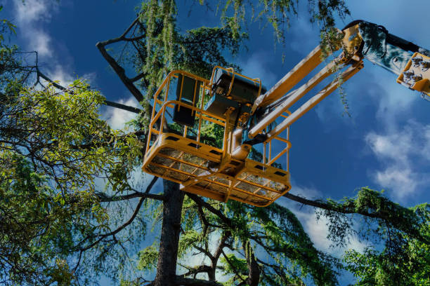 Best Utility Line Clearance  in Fox Lake, WI