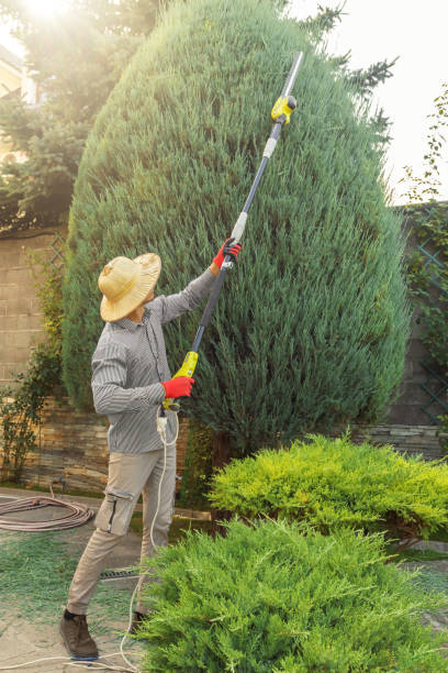Best Emergency Tree Removal  in Fox Lake, WI