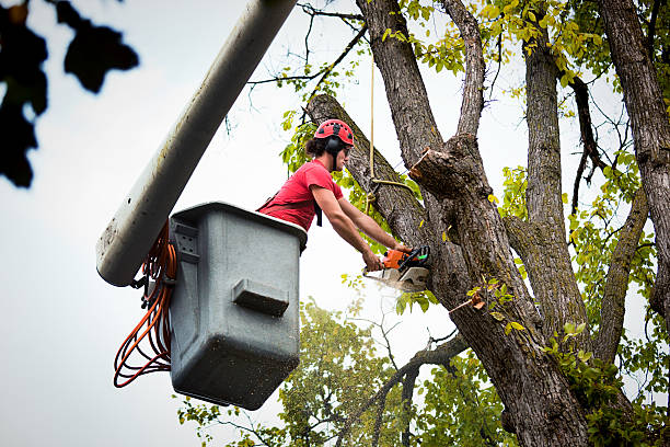 Best Tree Disease Treatment  in Fox Lake, WI