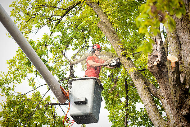Best Aeration Services  in Fox Lake, WI